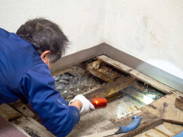 Best Preventive Mold Services in Halsey, OR