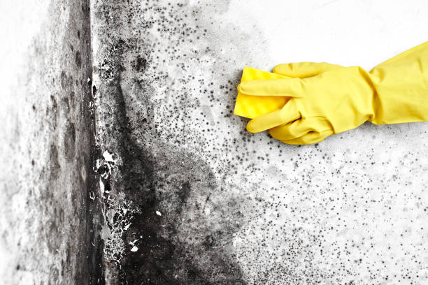 Best DIY Mold Remediation Support Services in Halsey, OR