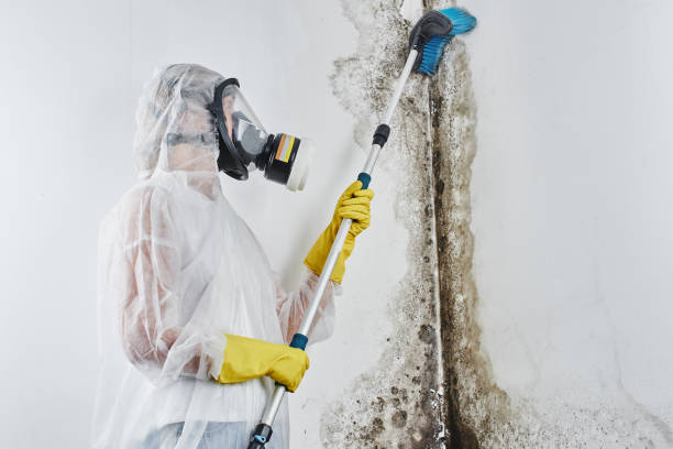 Best Residential Mold Remediation in Halsey, OR