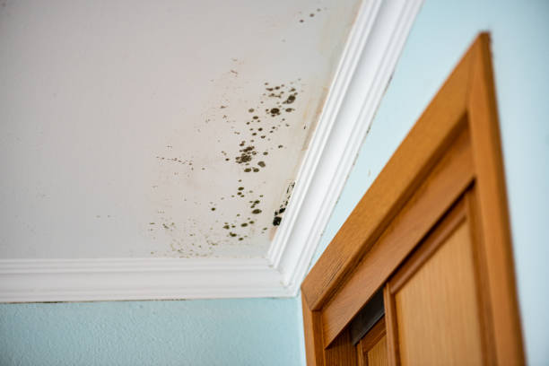 Best Industrial Mold Remediation in Halsey, OR