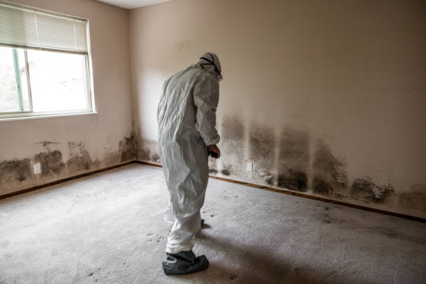 Best Bathroom Mold Remediation in Halsey, OR