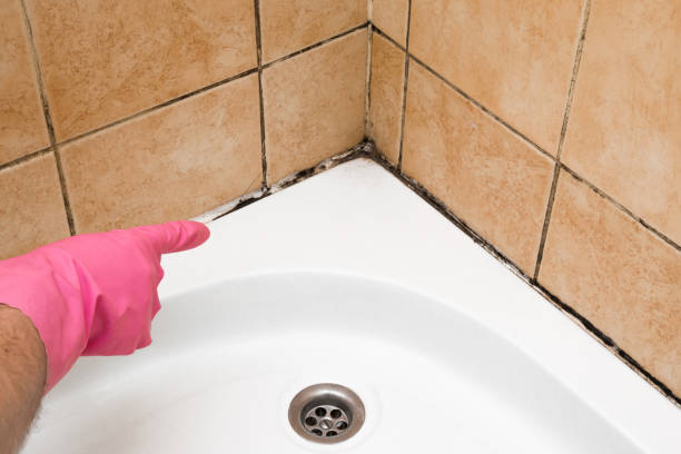 Reliable Halsey, OR Mold Remediation Solutions